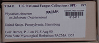 Physarum cinereum image